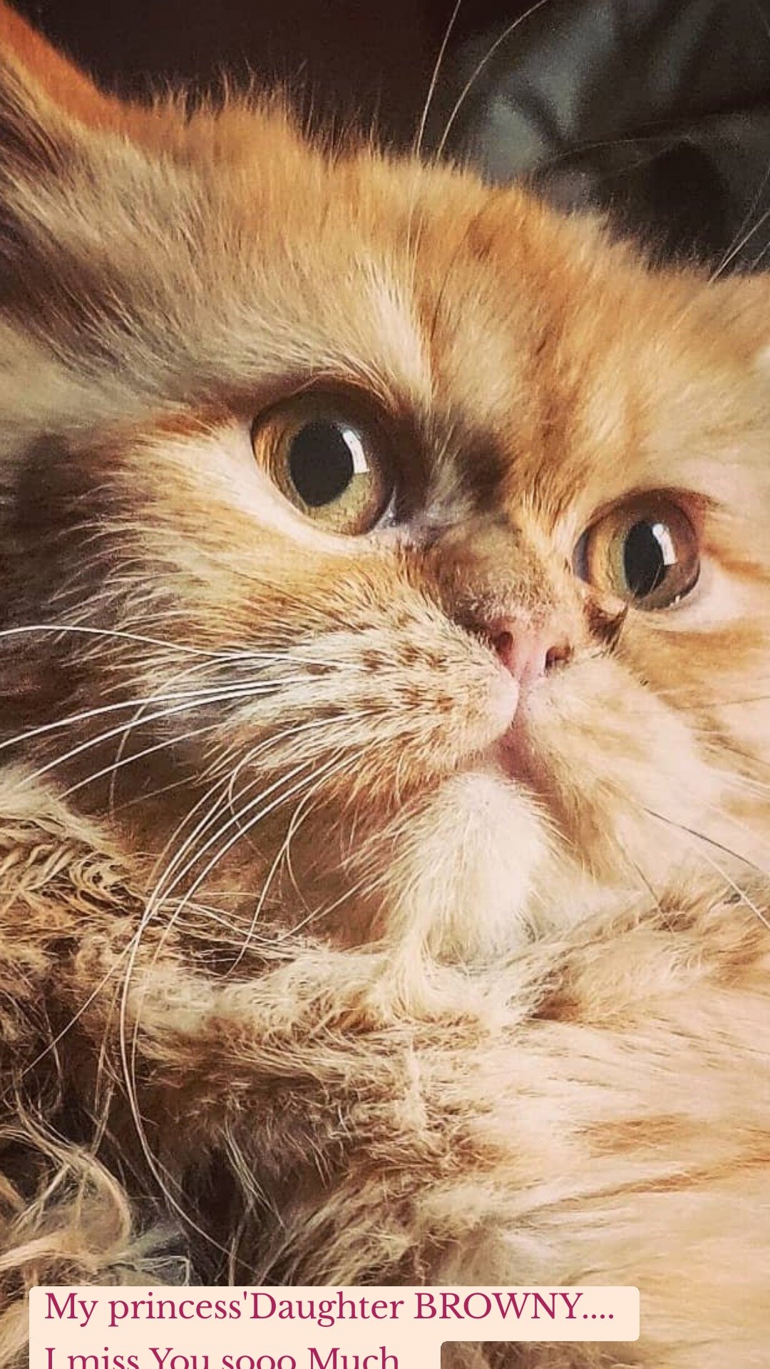 My princess'Daughter BROWNY....
I miss You sooo Much...